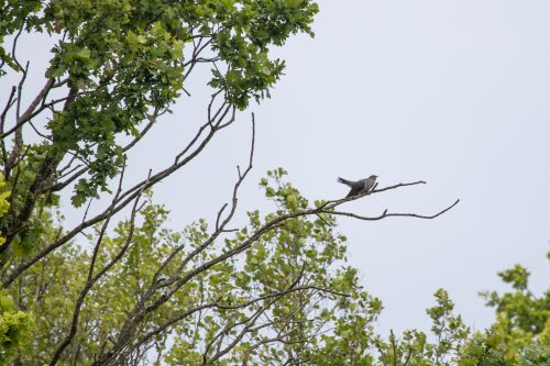 Kuckuck Faules Ei Vogel Natur Umwelt Fotografie