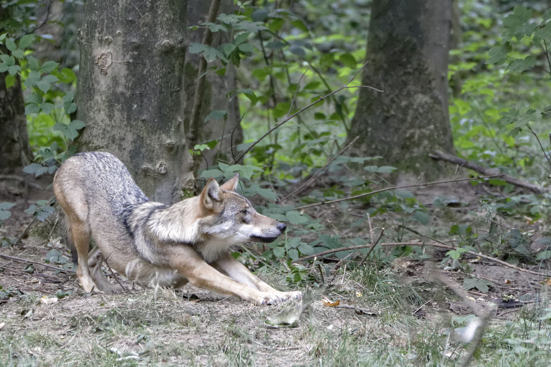 Kanadischer Küstenwolf - eine besondere Wolfs-Art -